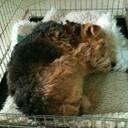 Ruby Wray - @Rubywraydog - Twitter