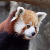 Red Panda(@RedPandasDaily) 's Twitter Profileg