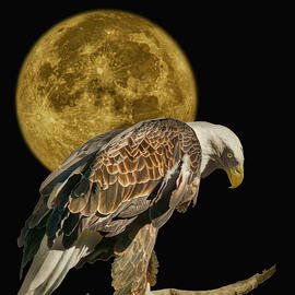 eyarnamoon's profile picture. Morning sun brings heat. Full moon coming. Undiscovered stars learned. Missions forward.
❤️& 🍿for all!!