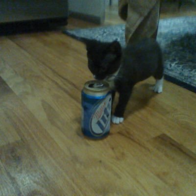 JoshuaS64168973's profile picture. Vegan