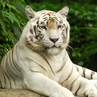 Shilo (@shilo_zoo) 's Twitter Profile