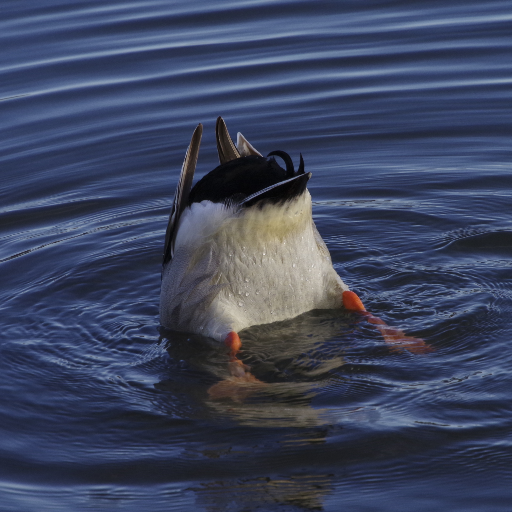 motogaga1's profile picture. 