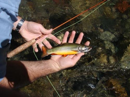 I will share my backcountry fly fishing adventures here because the next best thing to fishing is talking about fishing.