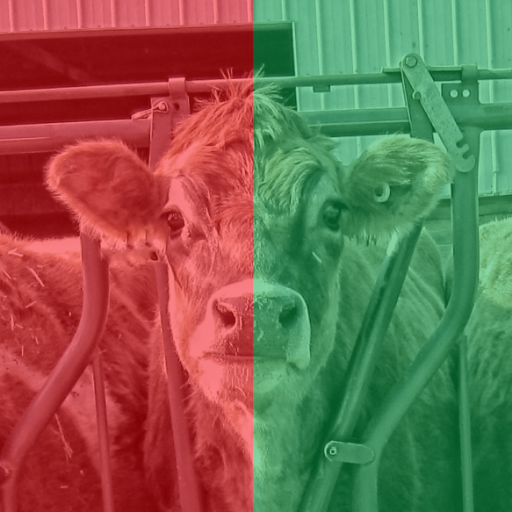 ❤️💚🔬🐮 Hi, I'm a red-green colorblind cow who tweets about red-green microscopy images. Please try to use magenta-green 💜💚 or orange-blue 🧡💙 instead. Moo!