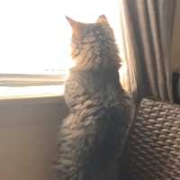 SiberianCat_Sasha (@siberiancats12) 's Twitter Profile