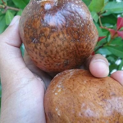 Program hamil
Timur tengah
1. Buah zurriyat
2. Ruthob kurma muda
3. Serbuk kurma
4. Serbuk zurriyat
5. Habbatussauda
6. Segala macam barang timur tengah