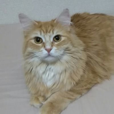 瓜子さんのプロフィール画像