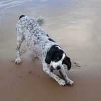 Dug (@scranzo19) 's Twitter Profile