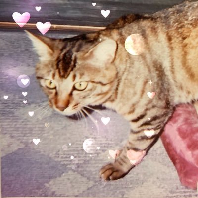 goo09_01fy's profile picture. 吉岡秀隆さんとディズニーが好きです🌻