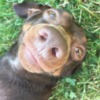 Brownie the Dachshund(@BrownietheDach1) 's Twitter Profile Photo