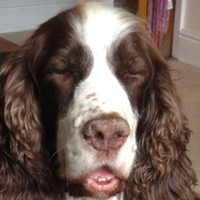 Paddy the Springer(@paddy511) 's Twitter Profile Photo