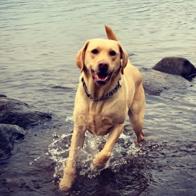 The fun and games of my life after retiring from Guide Dog school 🐶 Instagram: jasper_the_labrador