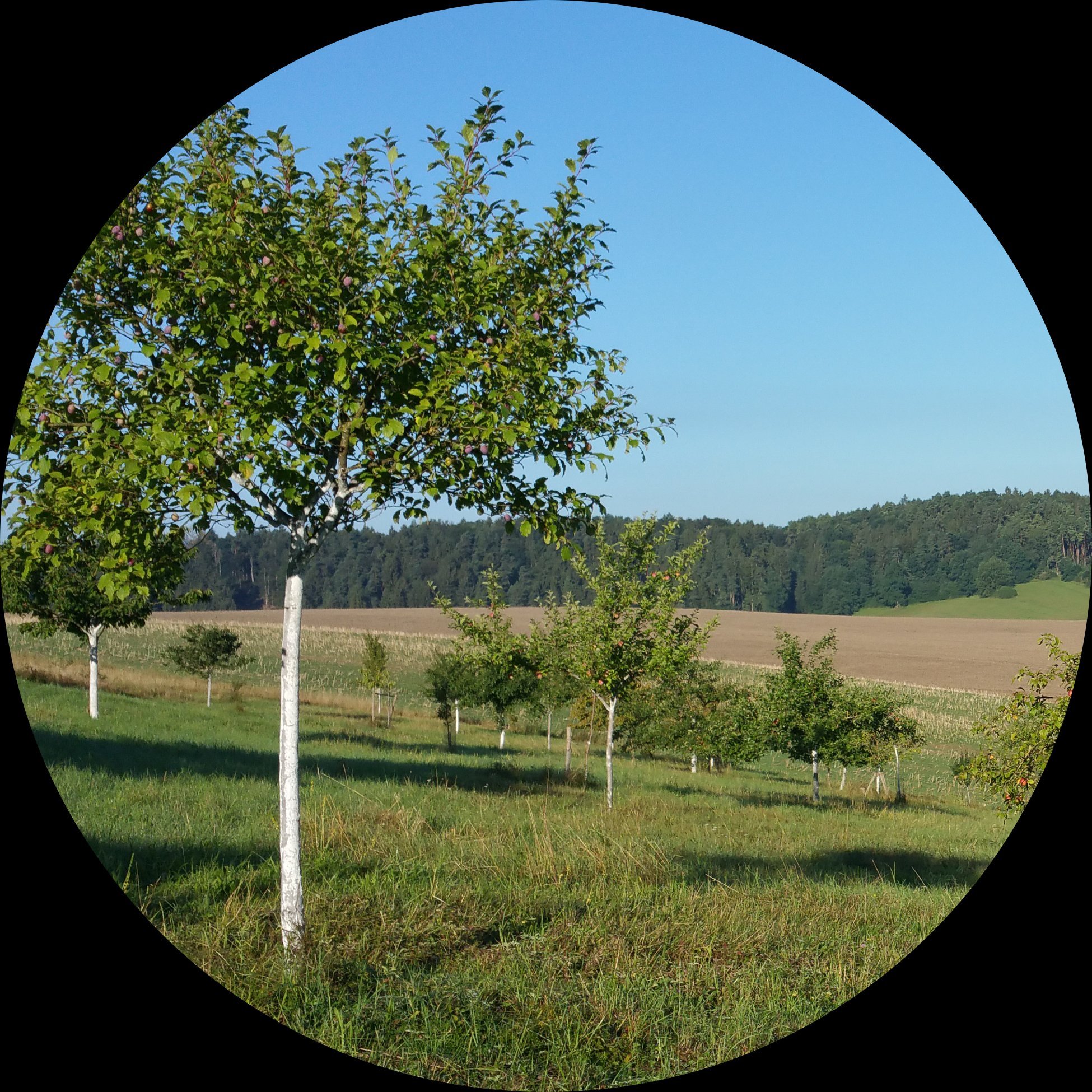 Das Netzwerk Phänologie & Klima in Thüringen - Thuringian Phenology & Climate Network