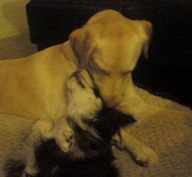 fromthedoghouse's profile picture. i love my dog and cat. I also like to blog. word.