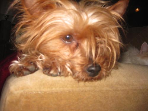 Dont_Tweet_Bark's profile picture. woof