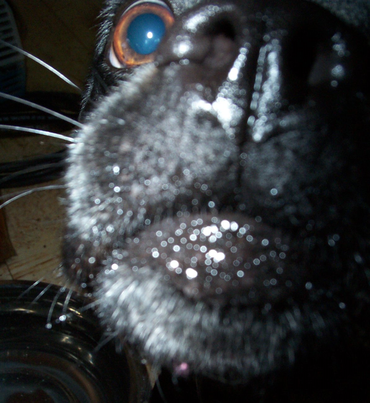 geekdgirl's profile picture. 