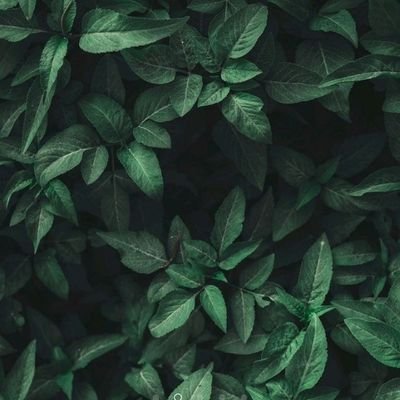 JEGVES's profile picture. 