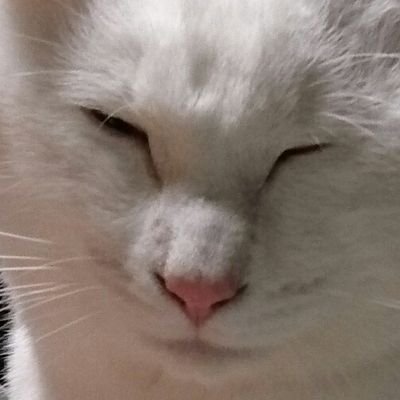 nekomitoptan Profile Picture