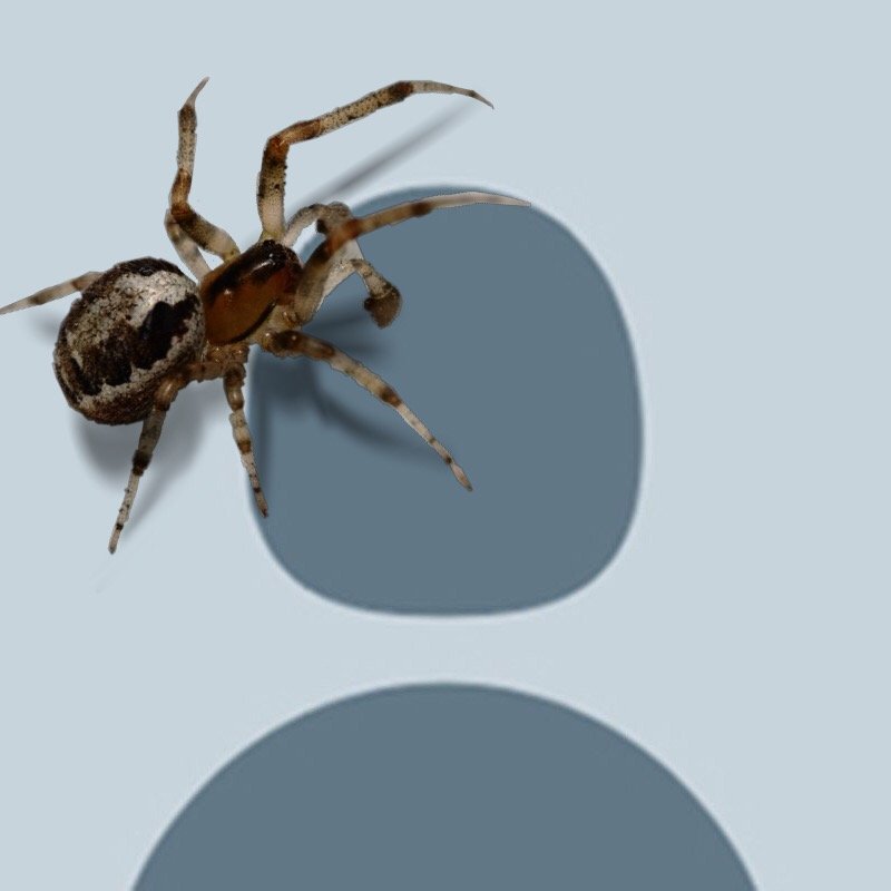 annabe11ecane's profile picture. Feed the chelicerae ::::)