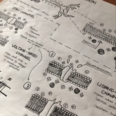 ALittleBitOfHe5's profile picture. Every week I will try to upload new infographics from different topics (maths, biology, physics, history...). Hope you find them useful:)