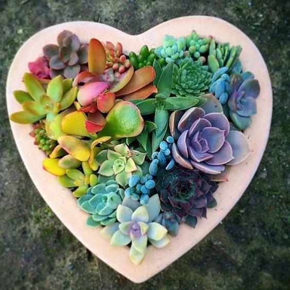 💜 #1 Succulent Website 🎁 Get FREE Succulent Pictorial Guide here ➡️ https://t.co/SW7APie3c7