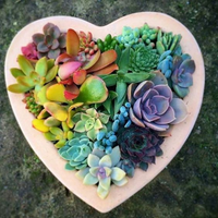 Succulent Lithops Houseplants 💐 (@asucculentcom) 's Twitter Profile Photo