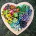Succulent Lithops Houseplants 💐 (@asucculentcom) Twitter profile photo Succulent Lithops Houseplants 💐 (@asucculentcom) Twitter profile photo