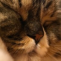 はな (@hana87woo) 's Twitter Profile