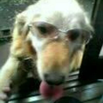 ケンケン Kenken Dogliker Twitter ケンケン Kenken Dogliker Twitter