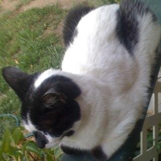 CookieTheKitty's profile picture. I'm @HearMeEthan and @ahoypenny 's kitty