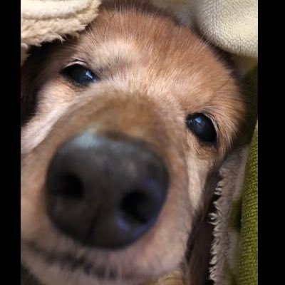 ShakeDai's profile picture. 