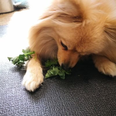 clies_h's profile picture. １０年目なので運用変更を検討中！！

実態はゲーム垢にいると思います！！（@Crie_heroi_xiv）
あちらもフォローご自由に！