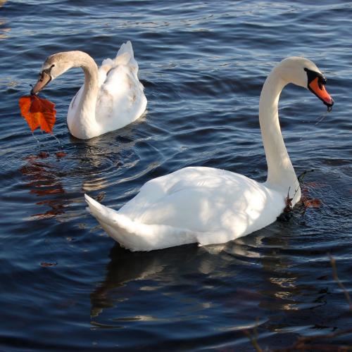 u_sankara's profile picture. 