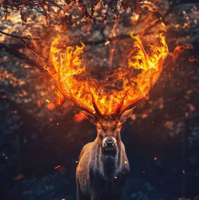 AliRazaJaffri72's profile picture. 