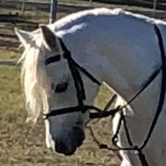 Beetle693's profile picture. Teacher-Librarian at Chinchilla Christian College. MEd (Teacher-Librarianship). Interests: Literacy, Digital literacy, STEAM & Makerspaces.