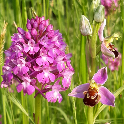 My sister and I live in the south-west of France, love gardens and have created a small meadow.. we now have 7 species of orchids!