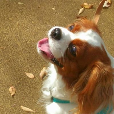 English/日本語/한국어. ギターと動物と料理を愛する変人。 ✍🏽️📚公衆衛生学 愛犬👉キャバリア2016年6月生まれ🐶ワイマラナー 2022年12月生まれ 愛猫👉ハチワレ猫 2021年3月生まれ(推定) 獅子女🦁 時々兄のジャックラッセルも