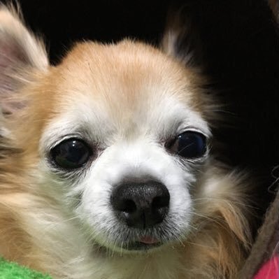 チワワの豆さんのプロフィール画像