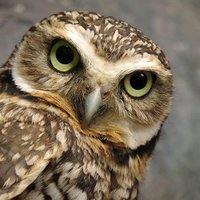 Soko Mjinga Owl(@FNMburu1) 's Twitter Profile Photo