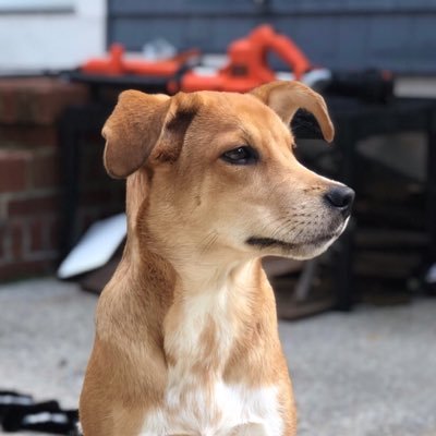 I’m a good boy. I’m best good friend of Keith & Sara, my humans. I like tearing stuffing out of toys, picking fuzz off of tennis balls and going to the park.