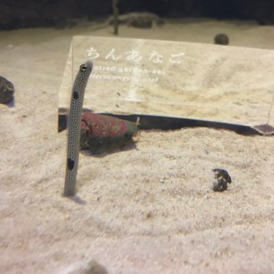 shorteeeer725's profile picture. くるま屋さん。