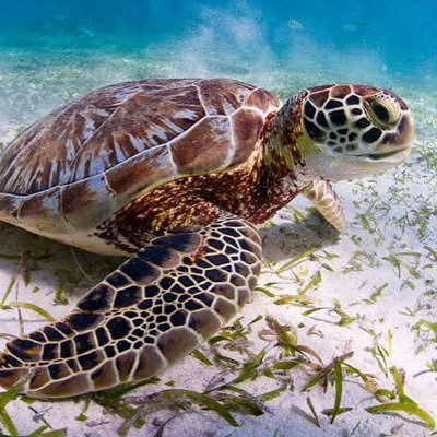 Este es un blog en el que se informará de las tortugas marinas y como ellas sobreviven
