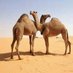 النايفه .... (@nooork00) Twitter profile photo النايفه .... (@nooork00) Twitter profile photo