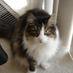 Rescue Mom (@judyandlucie) Twitter profile photo Rescue Mom (@judyandlucie) Twitter profile photo