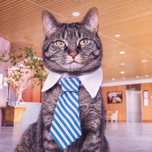 caternoon's profile picture. Conversing and gathering the hackernoon community is my mission!  Also cat stuff...