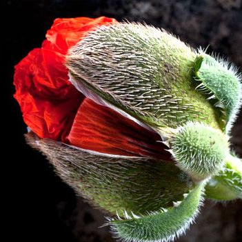 EltanoDanielle's profile picture. Finanzas