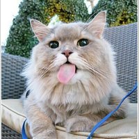 Gatita la del Barrio 🕉 (@gatadyungay) 's Twitter Profile