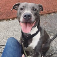 Adopt In Philly !!!!(@Adopt_in_philly) 's Twitter Profile Photo