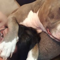 Mom of Doggos(@AmandaHarless1) 's Twitter Profile Photo