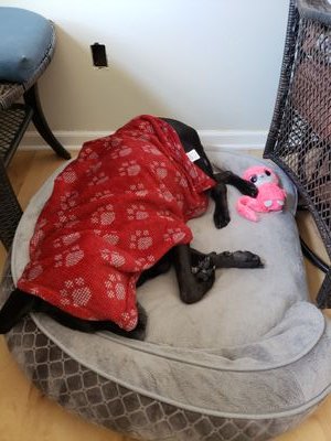 DaydreamingDai1's profile picture. I am a 12 year old black lab/pit mix.  I love short walkies, and long belly rubs!